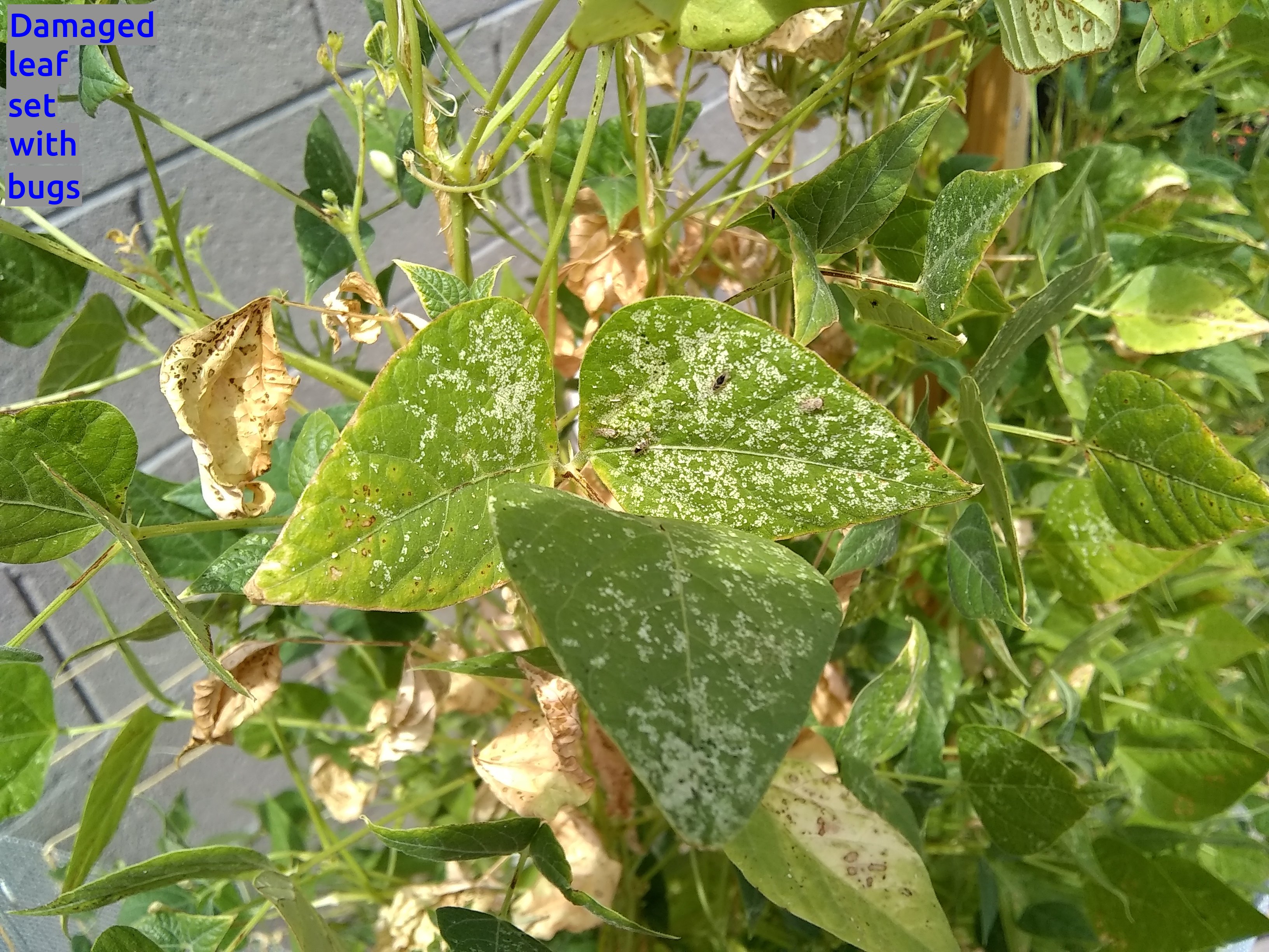 Damage from bugs and spray.